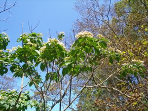  大平原を過ぎるとクサギの木が花を咲かせています。