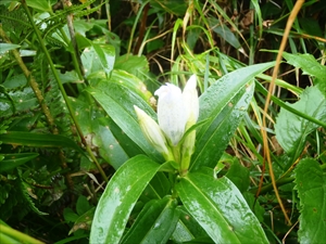 白いエゾオヤマリンドウ