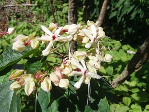  大平原を過ぎるとクサギの木が花を咲かせています。