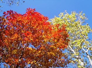 紅葉とベニテングタケ。