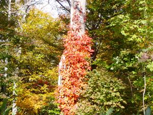 ブナ林の中にツタウルシが紅葉