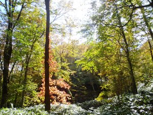 ブナ林の中にツタウルシが紅葉