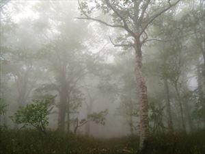 本日は晴れ予報でしたが、霧が濃く小雨も降り出したので8合目で下山しました。