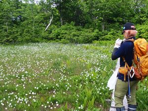 木道脇はワタスゲやイソツツジが多く咲いています。