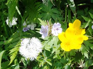 湿原には多くの花が咲いていました。