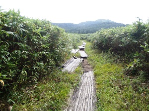 前日の大雨で増水して重い木道が浮いてバラバラになったようです