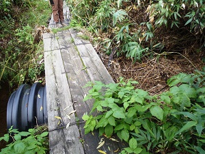 木道を跨ぐよう設置された暗渠パイプに流木や枝が詰まっていたため、取り除きました。