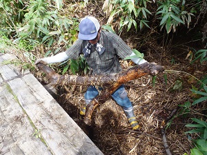 木道を跨ぐよう設置された暗渠パイプに流木や枝が詰まっていたため、取り除きました。