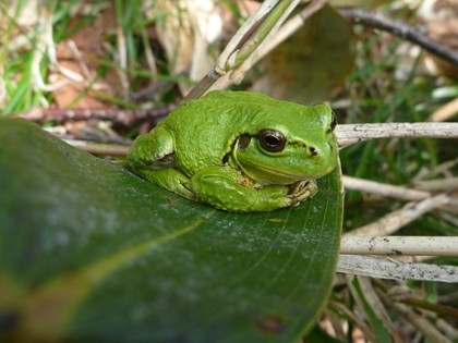 ニホンアマガエル