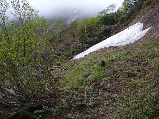 羅臼岳歩道の第二の壁の残雪も、もう少しでなくなりそうです