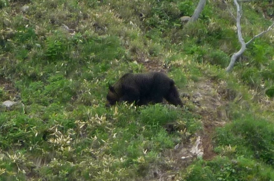 崩れ浜で2～3歳位のヒグマと遭遇しました