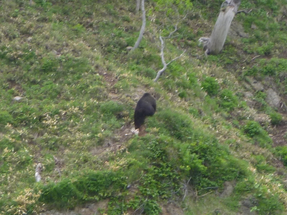 ヒグマはすぐに私たち気づき急斜面を駆け上がり森林へ逃げていきました