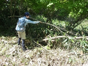 里見台の枯損木を除去