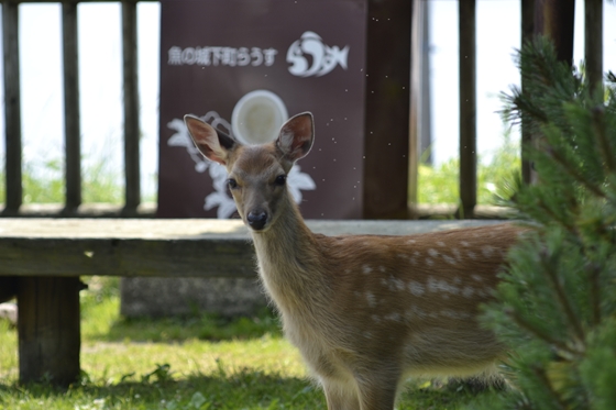 羅臼の町に戻る途中、かわいいバンビがいました