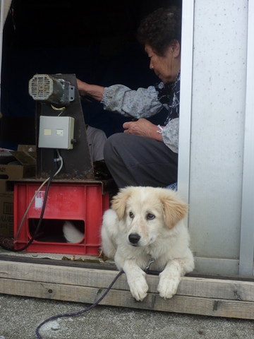 犬を飼っている番屋も多いので、いろいろなワンちゃんに癒され（励まされ？）ながら進みます