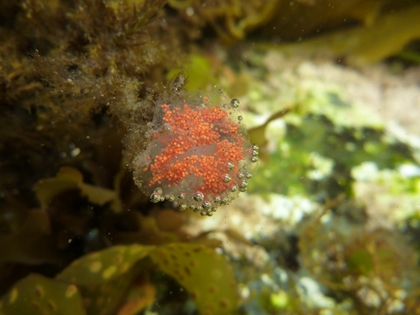 卵のようなオレンジ色の物体が海草にくっついています