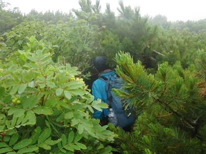 このハイマツの中にしっかりと登山道があるんです