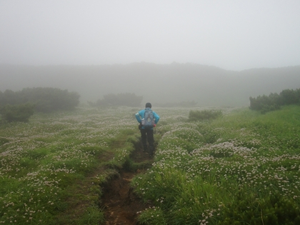 このハイマツの中にしっかりと登山道があるんです