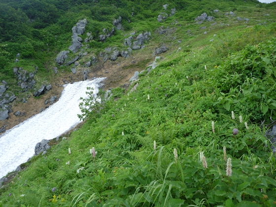 白くてひょろひょろしている植物はタカネトウチソウです