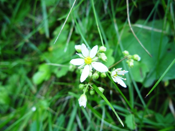 この時期はダイモンジソウとキンミズヒキが開花していました