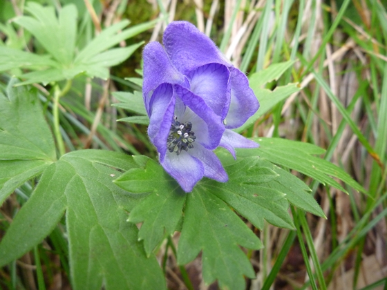 夏の終わりに咲く花、毒草としても有名なトリカブトです