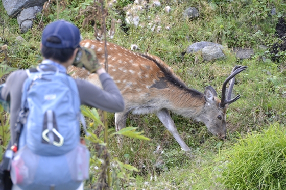 今年は残暑が厳しいですが、シカ達はそろそろ衣替えの季節の様です