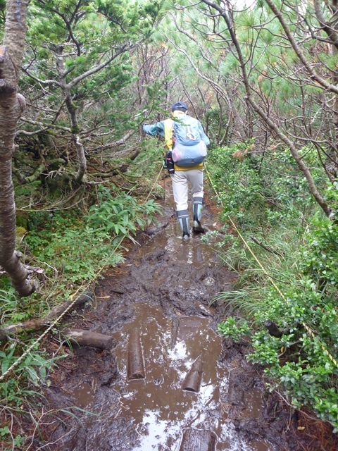 そんな雨上がり後の羅臼湖登山道はすごいことになります