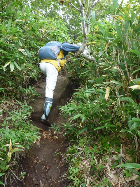 羅臼湖登山道はぬかるみの他にもこんな箇所もあります