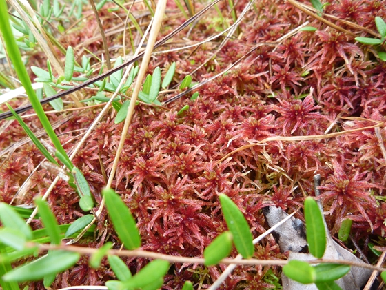 湿原の中の水苔類の紅葉が綺麗でした