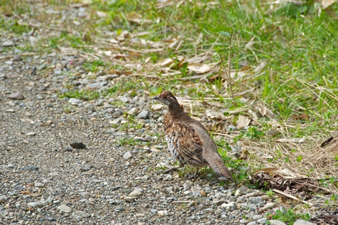 こんな素敵なエゾライチョウの撮影に成功