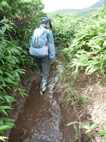 いつもの感じの登山道