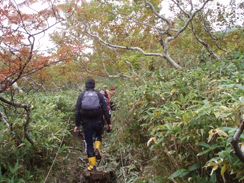 紅葉のシーズンには少しは早かったですが、登山口入口ではミヤマナナカマドが紅く色づいていました