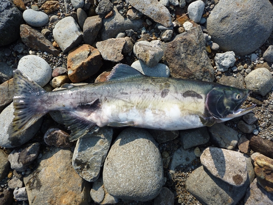 カラフトマス♂の綺麗な死骸です