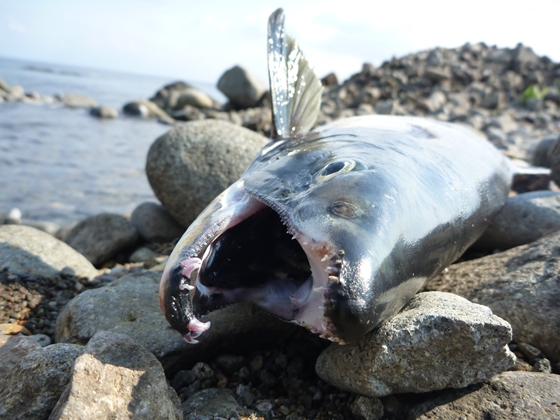 カラフトマス♂の綺麗な死骸です