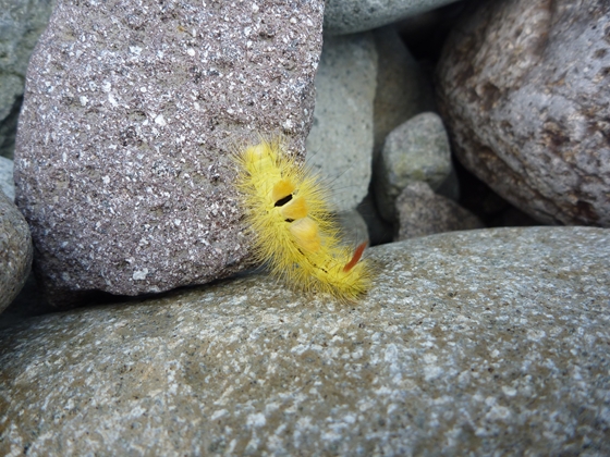 リンゴドクガの幼虫です