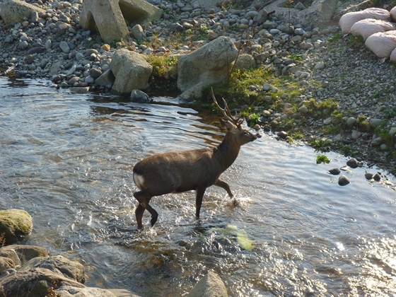 鹿が川を渡り始めると川の中を遡上中のお魚たちがあわてふためいて
