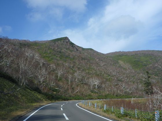 紅葉はとっくに終わっていますが、落葉したダケカンバが美しいです