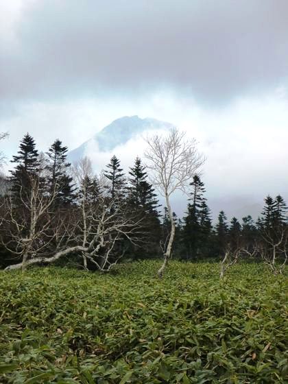 三の沼近くより撮った、羅臼岳