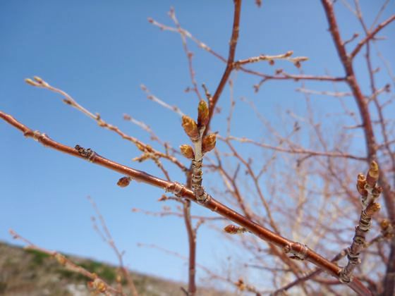 五の沼周辺の桜の木