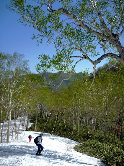 残雪もまだ多く、雪渓の上を歩く箇所もありました