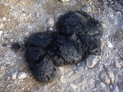 硫黄山新火口付近でカチカチのヒグマの糞がありました。