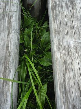 木道の隙間に生えるタチギボウシ