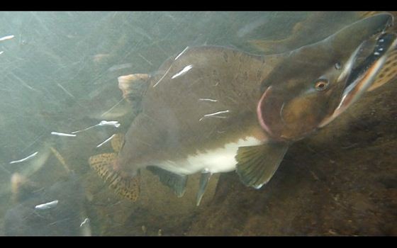 カラフトマスのオスの背中部分