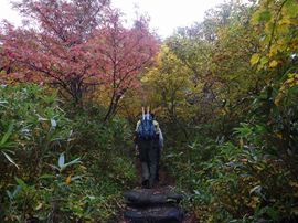 岩尾別側の広葉樹林帯の紅葉