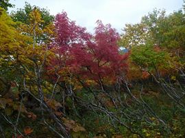 オホーツク展望台から銀冷水の間の紅葉