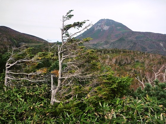 トドマツの枝の方向が…