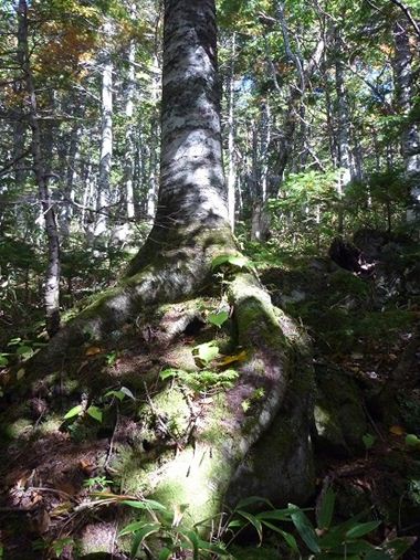 バランス良くトドマツが生育