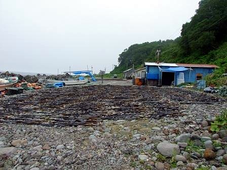 羅臼町相泊から先の海岸線の巡視コースにも所狭しと獲れたばかりのコンブが干してあります