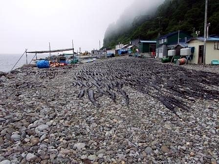 今年は天候が悪いので特にコンブを干している漁師さんの作業の邪魔にならないように通行する時は道端を歩きましょう。