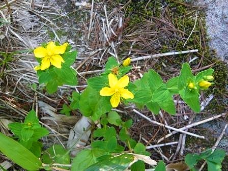 熱さで少し疲れ気味の参加者を癒してくれた鮮やかな黄色のオトギりソウ